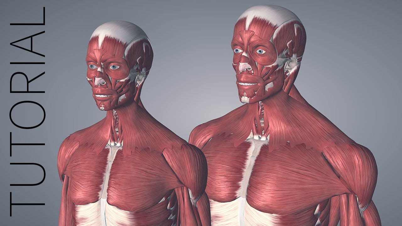 Essential Anatomy 5